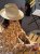 Le Szapo Panama Fedora Natural Ecru